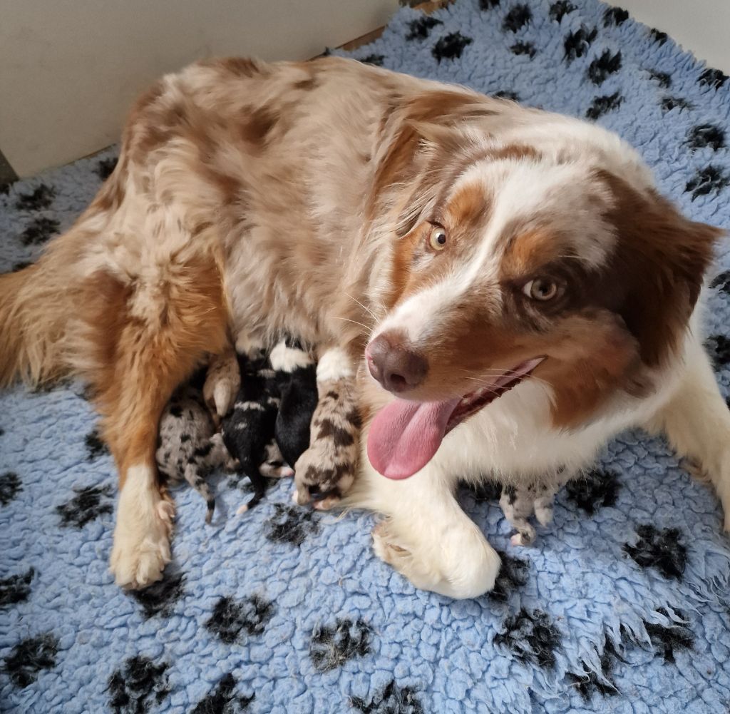 chiot Berger Australien des Voies Occitanes