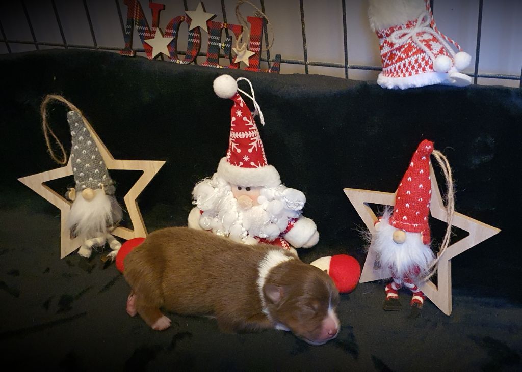 Chiots de Rubie et peps