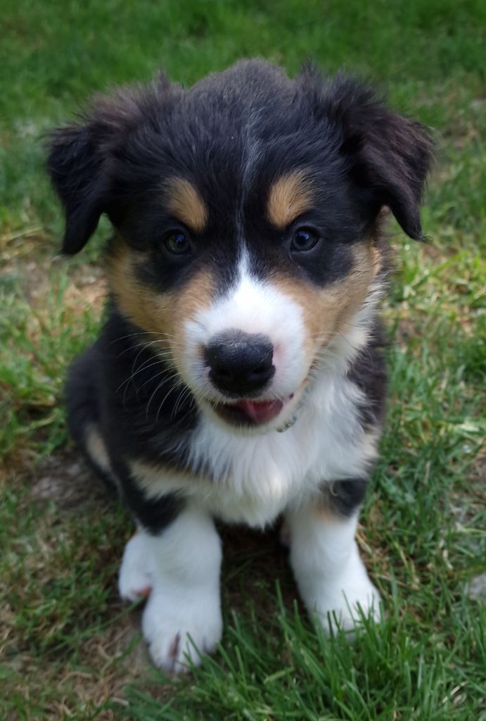 des Voies Occitanes - Chiots disponibles - Berger Australien