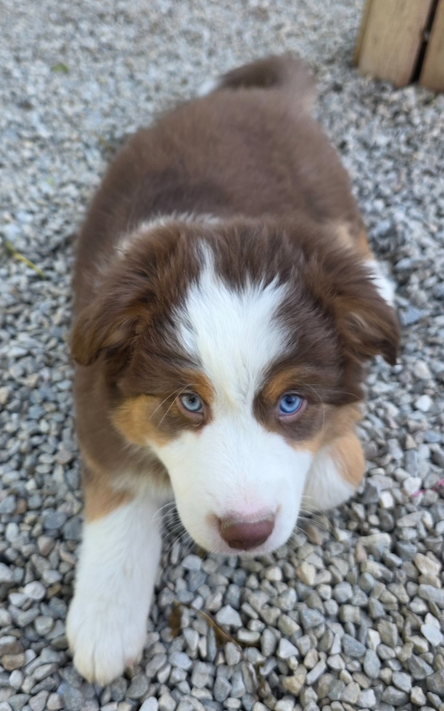 des Voies Occitanes - Chiots disponibles - Berger Australien