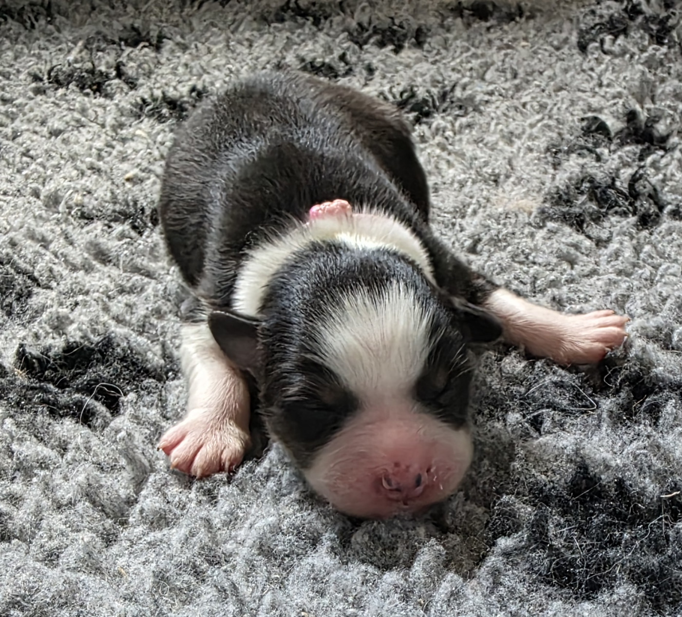 des Voies Occitanes - Chiots disponibles - Berger Australien