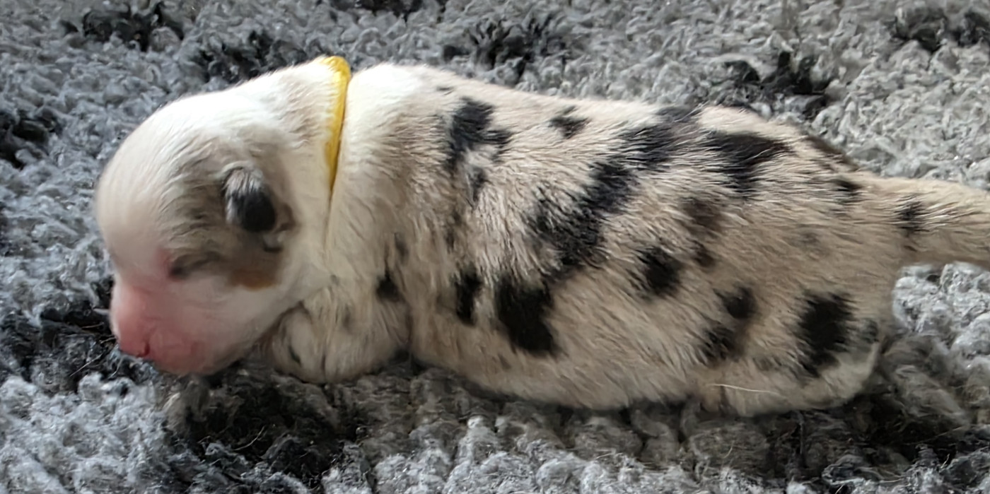 des Voies Occitanes - Chiots disponibles - Berger Australien