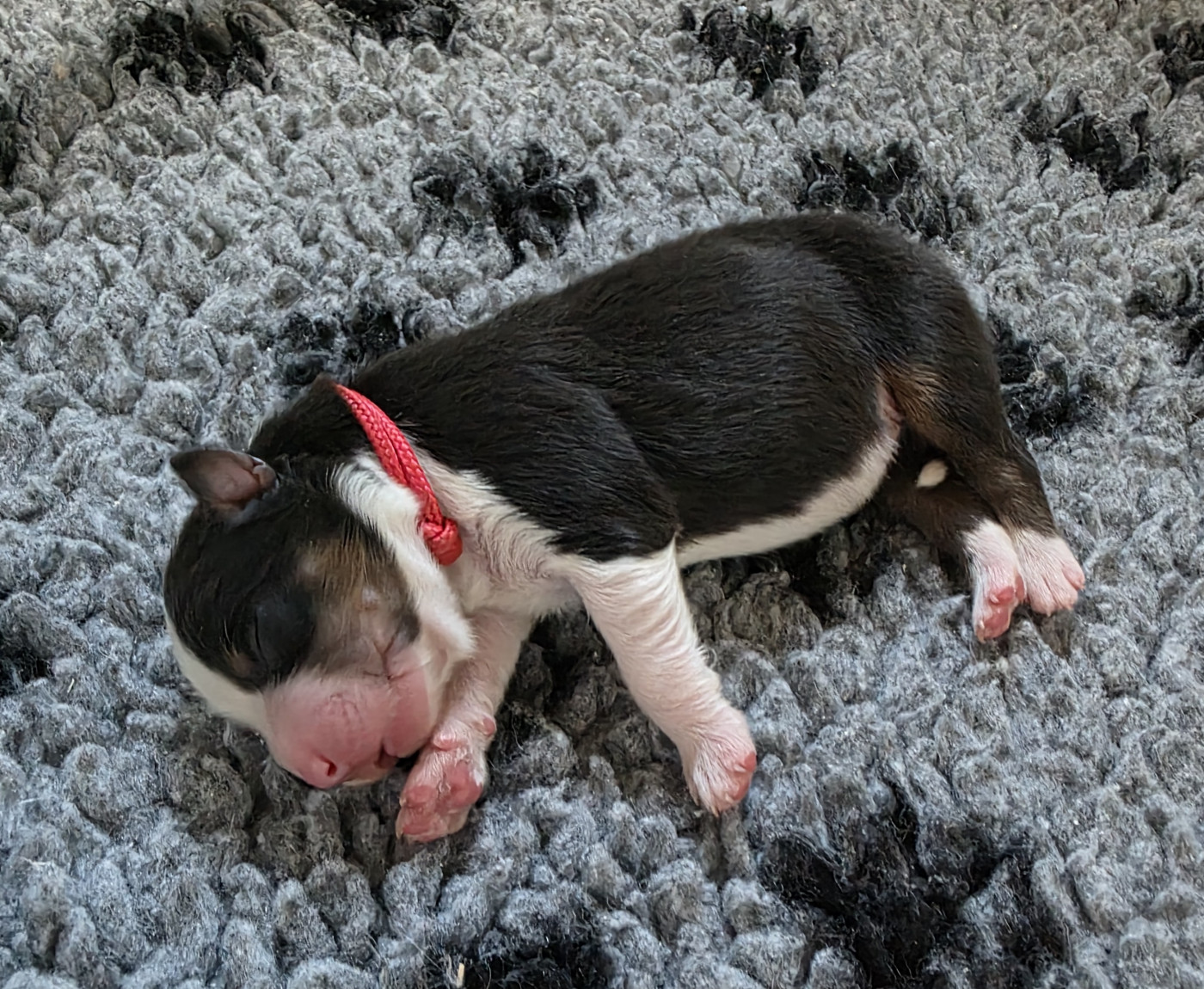 des Voies Occitanes - Chiots disponibles - Berger Australien