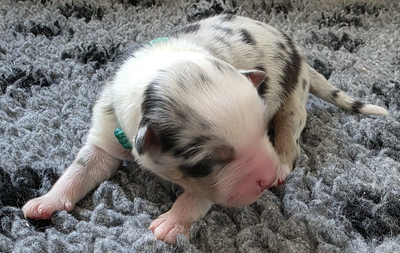 des Voies Occitanes - Chiots disponibles - Berger Australien