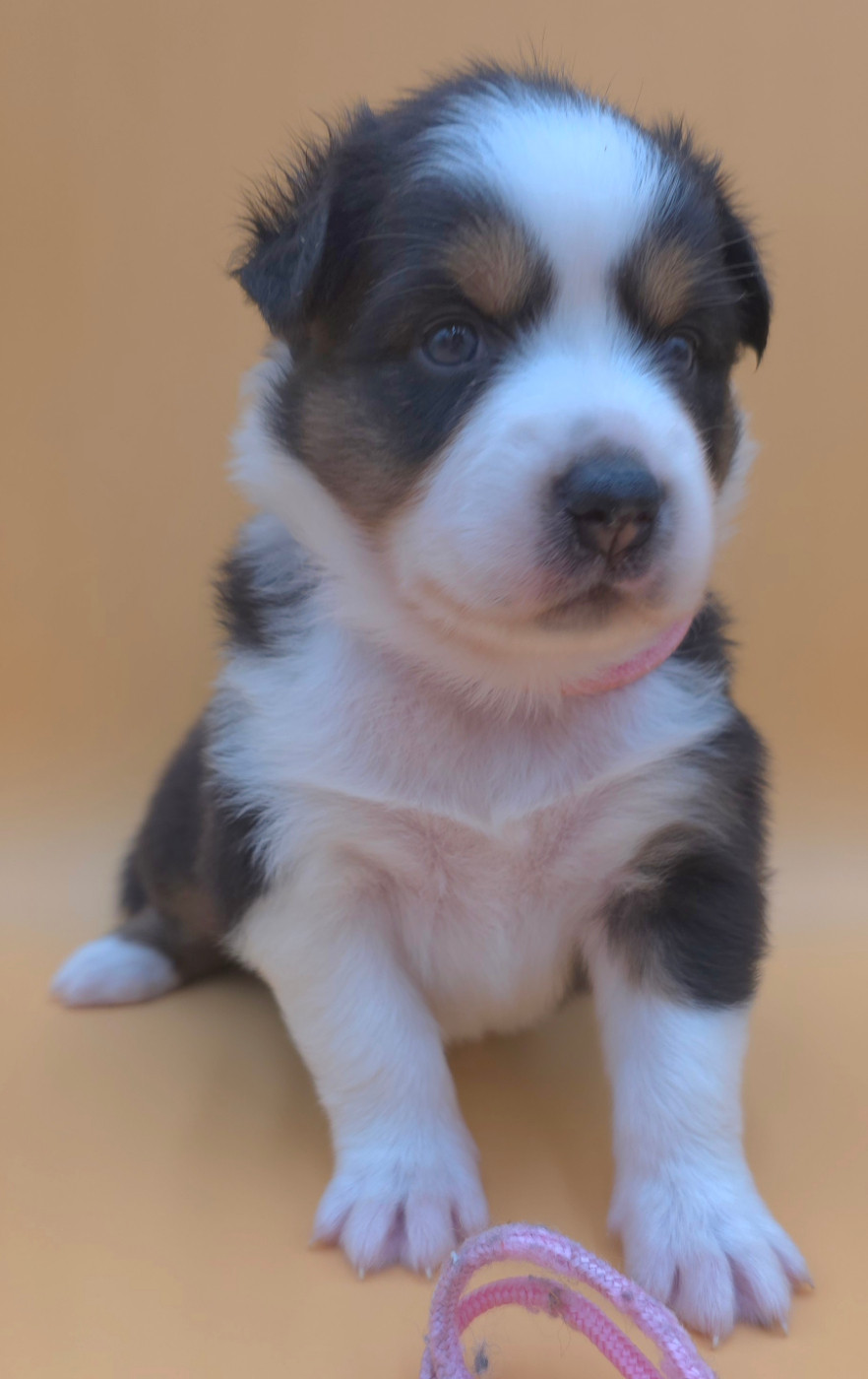 des Voies Occitanes - Chiots disponibles - Berger Australien
