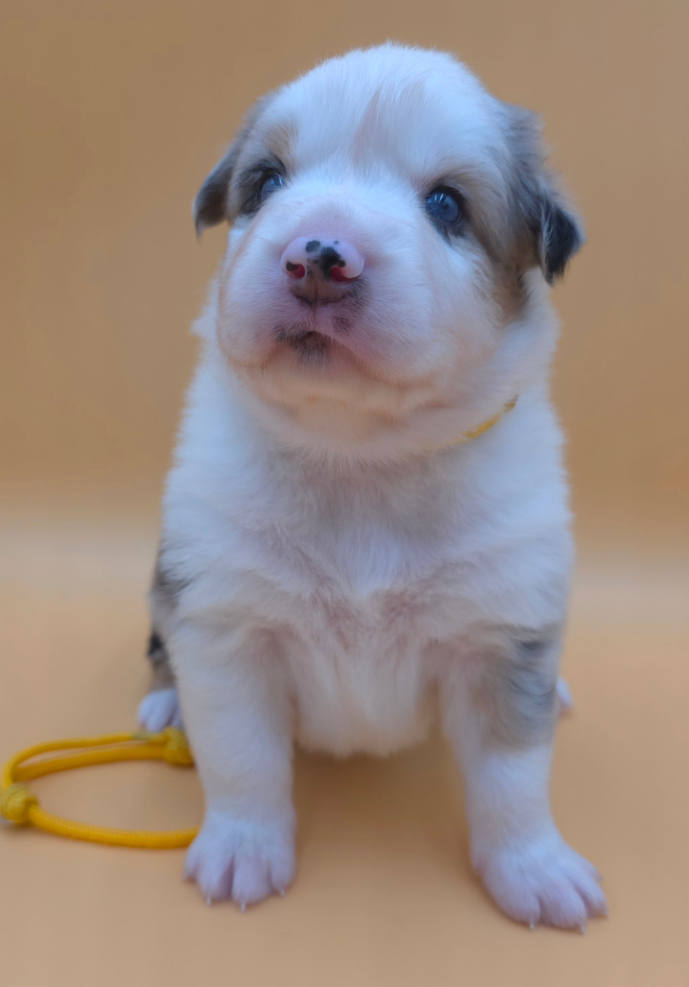 des Voies Occitanes - Chiots disponibles - Berger Australien