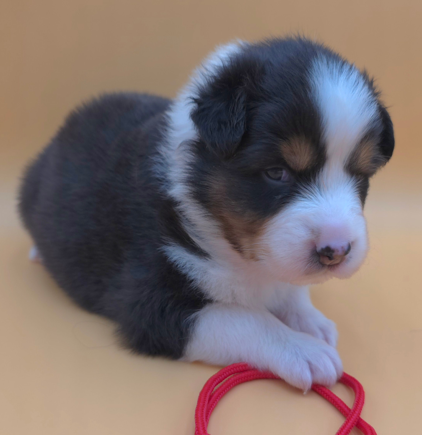 des Voies Occitanes - Chiots disponibles - Berger Australien