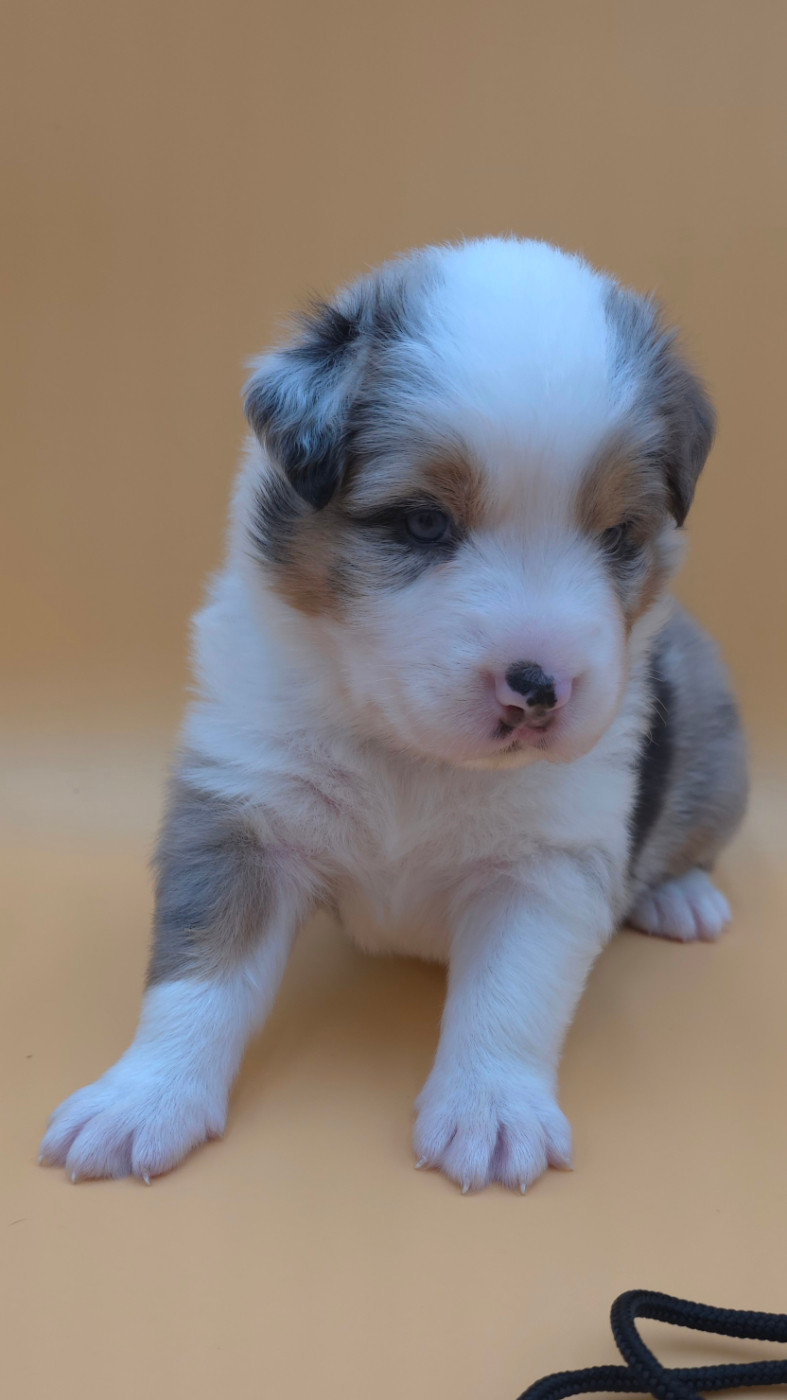 des Voies Occitanes - Chiots disponibles - Berger Australien