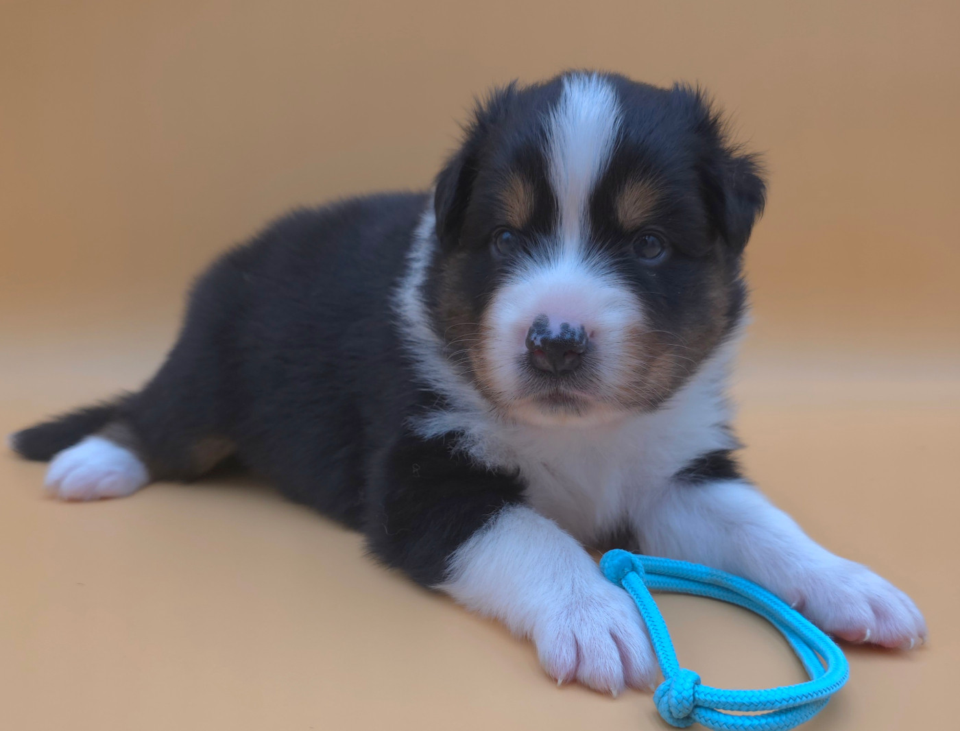 des Voies Occitanes - Chiots disponibles - Berger Australien