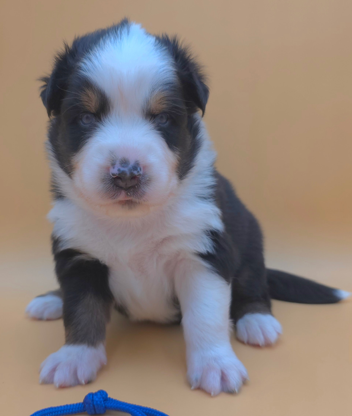des Voies Occitanes - Chiots disponibles - Berger Australien