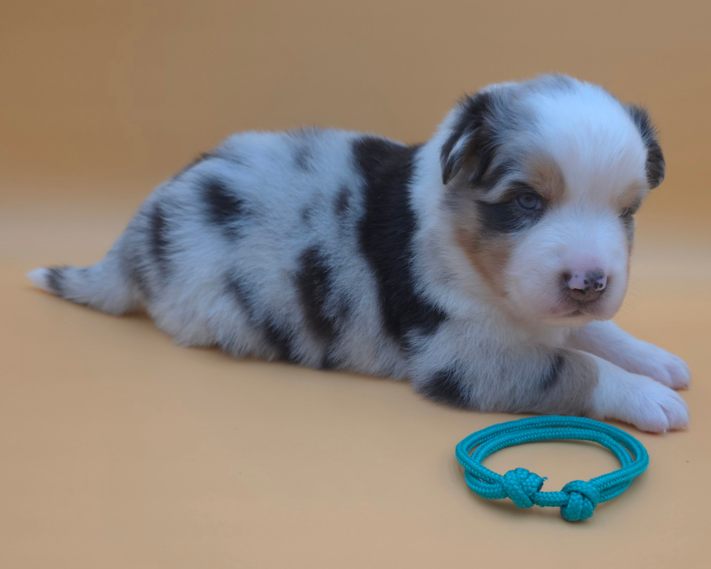 des Voies Occitanes - Chiots disponibles - Berger Australien