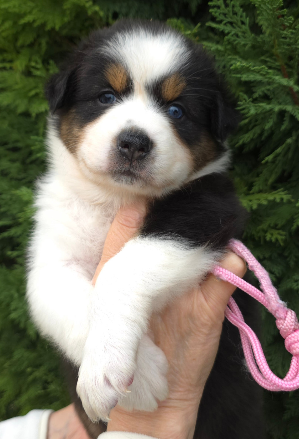 des Voies Occitanes - Chiots disponibles - Berger Australien