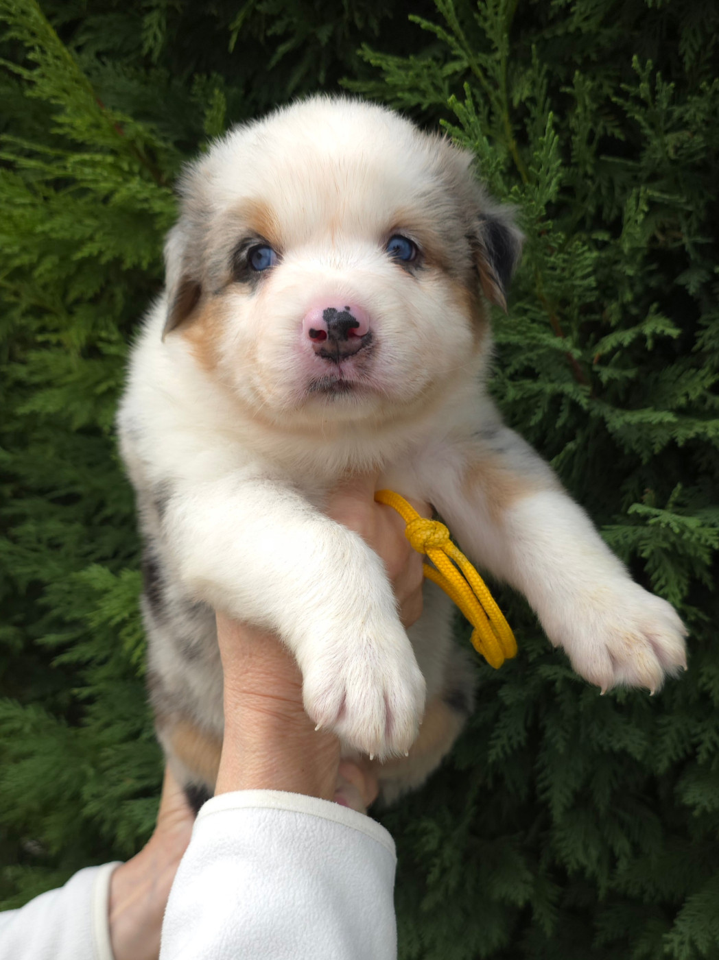 des Voies Occitanes - Chiots disponibles - Berger Australien