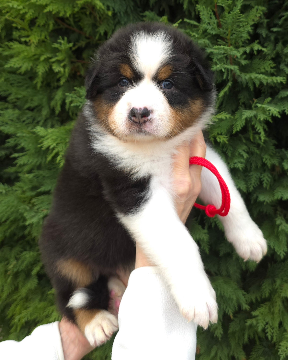 des Voies Occitanes - Chiots disponibles - Berger Australien