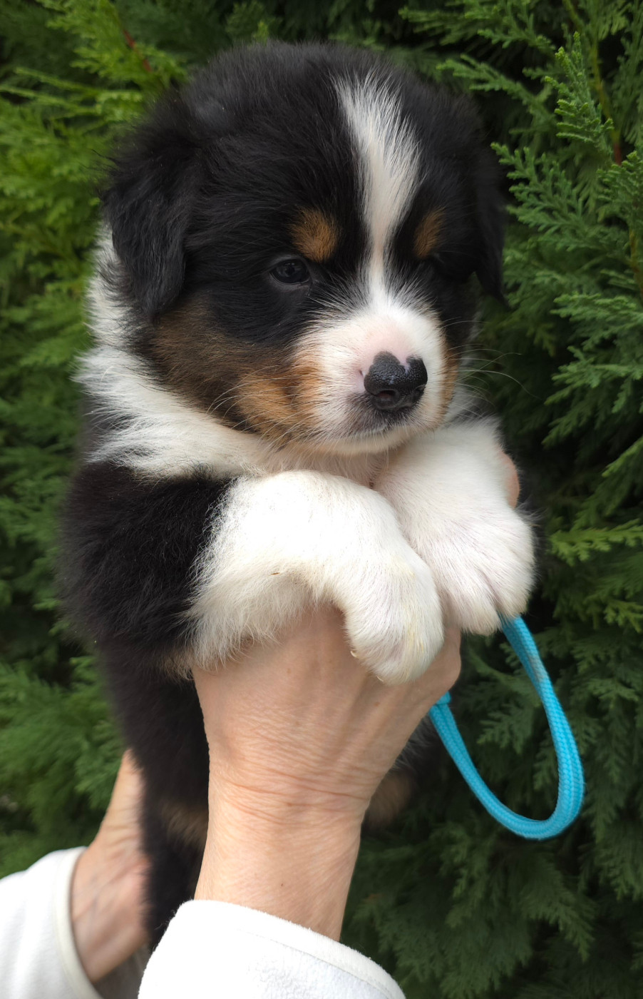 des Voies Occitanes - Chiots disponibles - Berger Australien