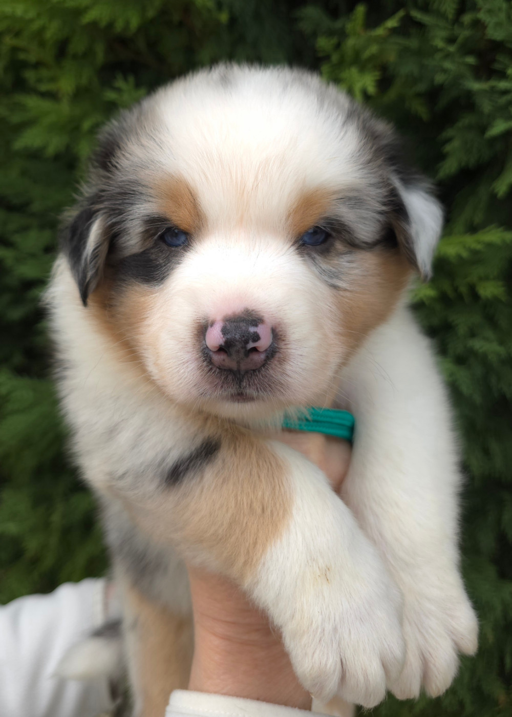 des Voies Occitanes - Chiots disponibles - Berger Australien