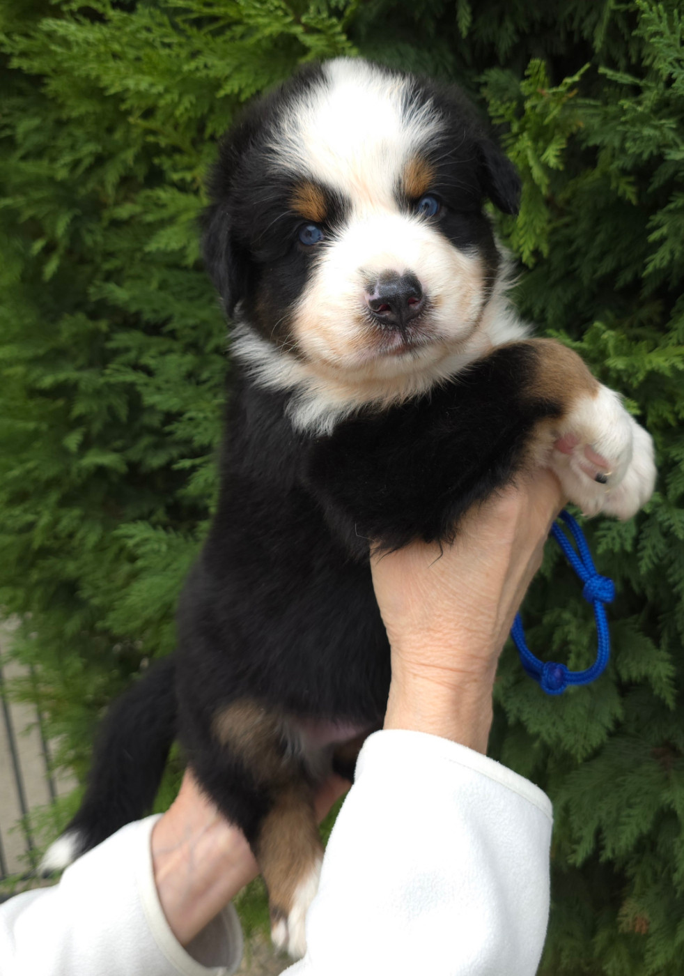 des Voies Occitanes - Chiots disponibles - Berger Australien