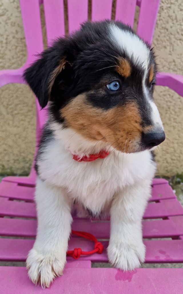 des Voies Occitanes - Chiots disponibles - Berger Australien
