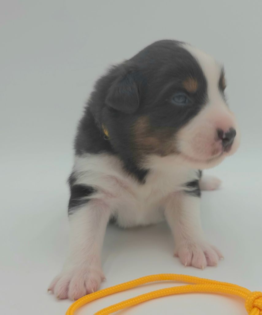 des Voies Occitanes - Chiots disponibles - Berger Australien