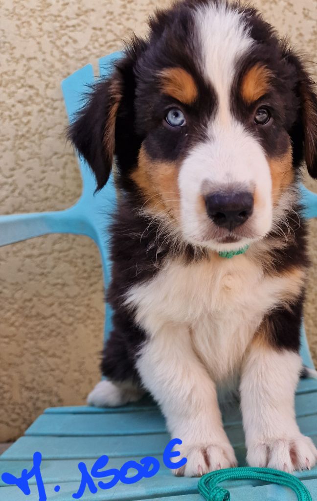 des Voies Occitanes - Chiots disponibles - Berger Australien