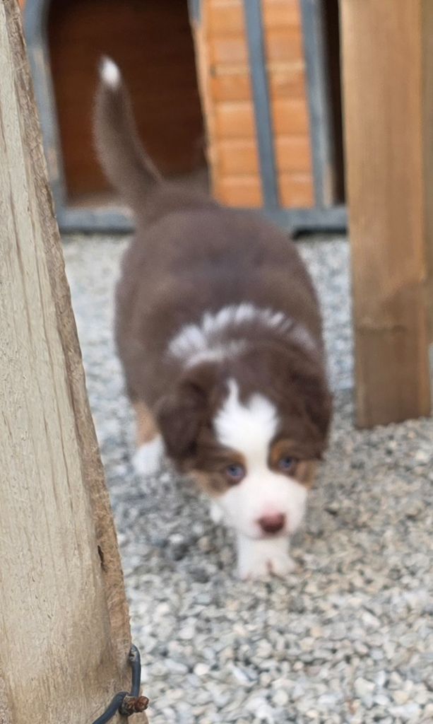 des Voies Occitanes - Chiots disponibles - Berger Australien