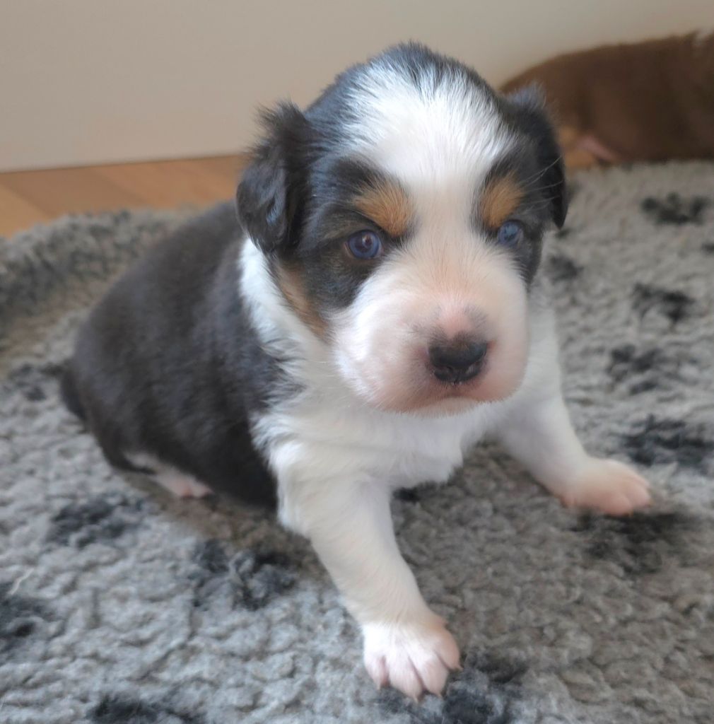 des Voies Occitanes - Chiots disponibles - Berger Australien