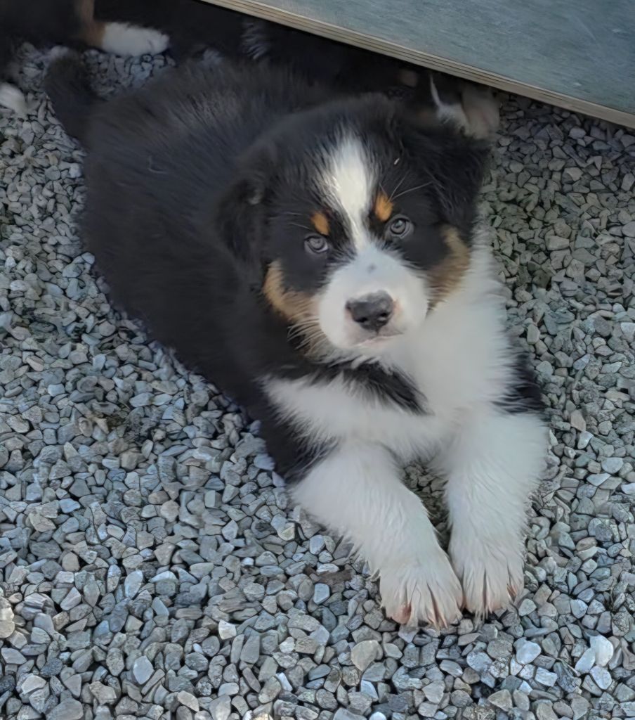 des Voies Occitanes - Chiots disponibles - Berger Australien
