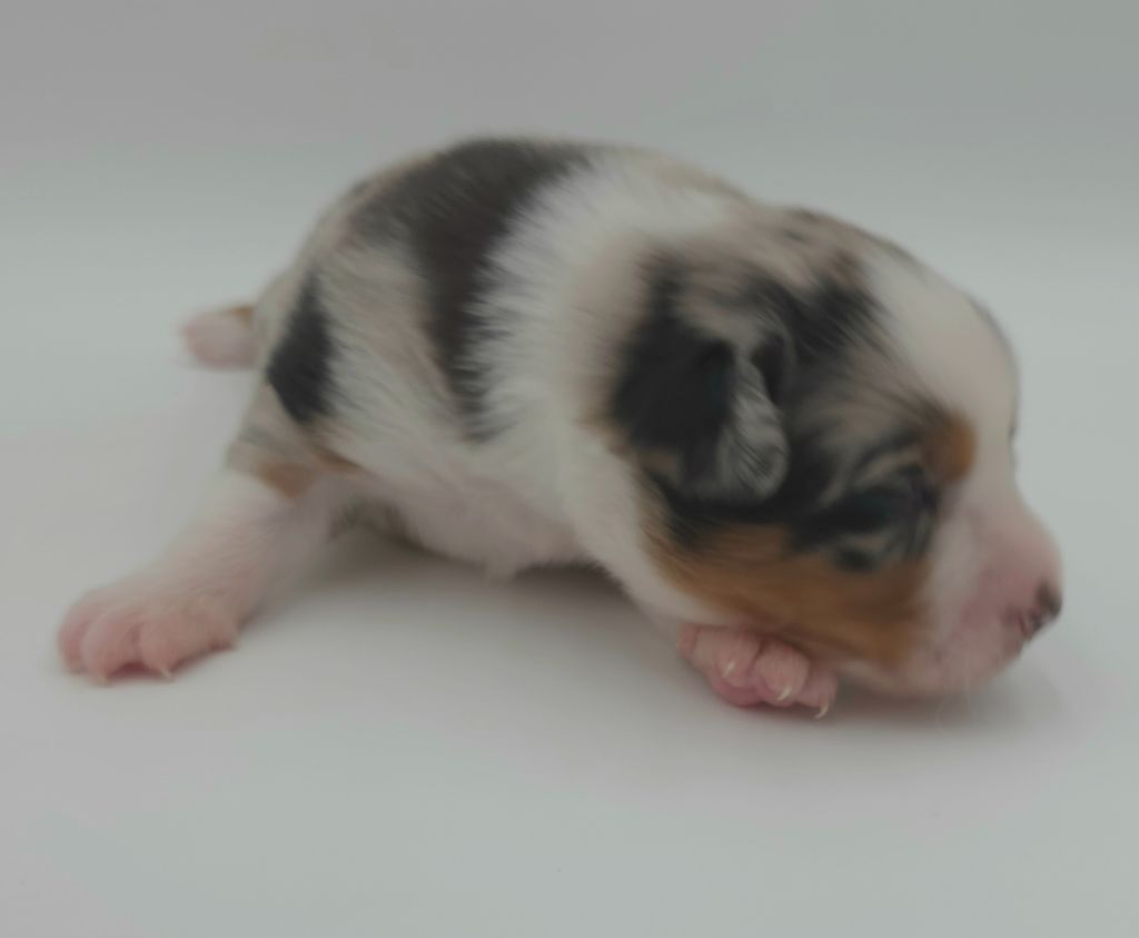 des Voies Occitanes - Chiots disponibles - Berger Australien