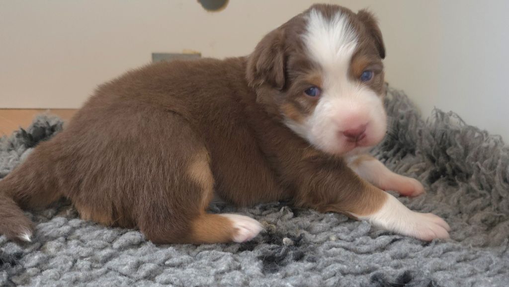 des Voies Occitanes - Chiots disponibles - Berger Australien