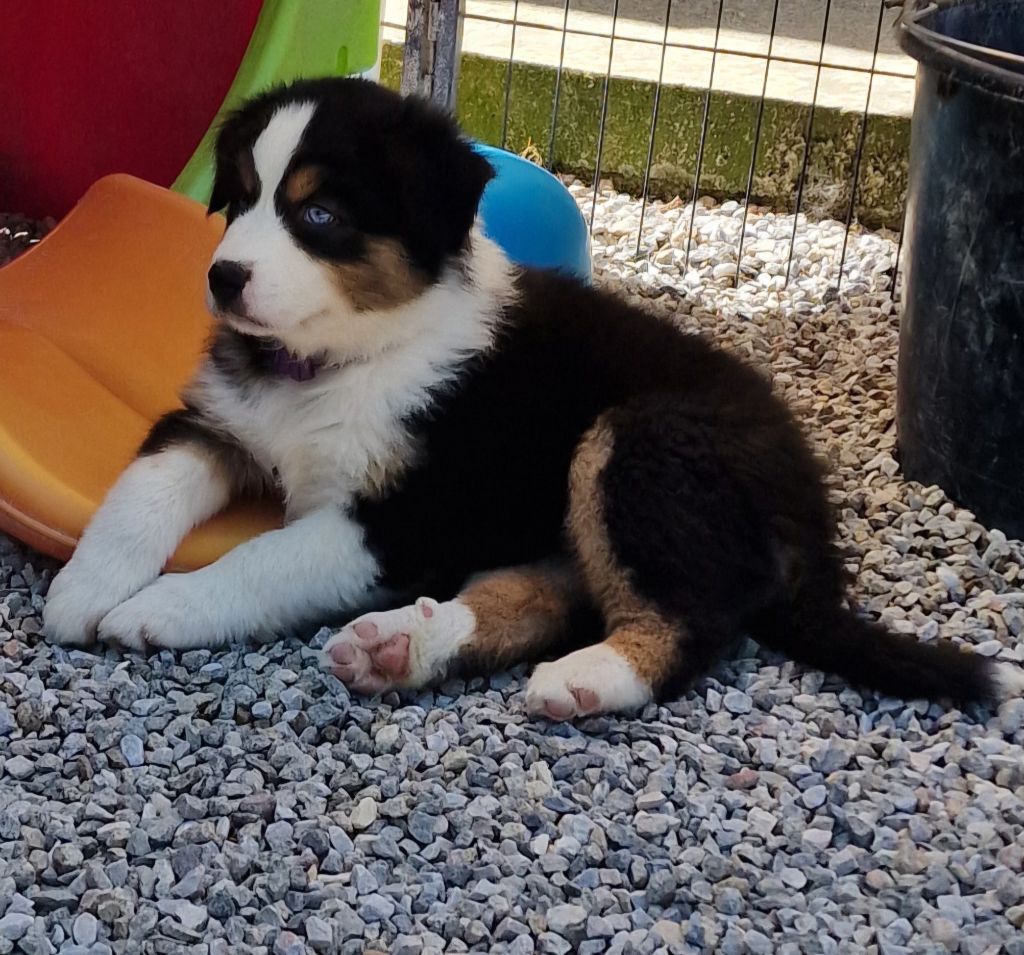 des Voies Occitanes - Chiots disponibles - Berger Australien
