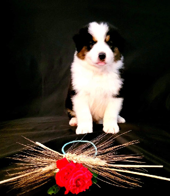 CHIOT 5