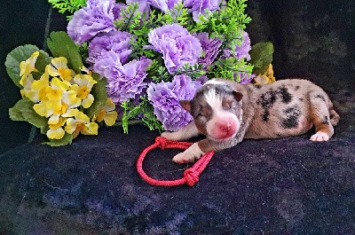 CHIOT