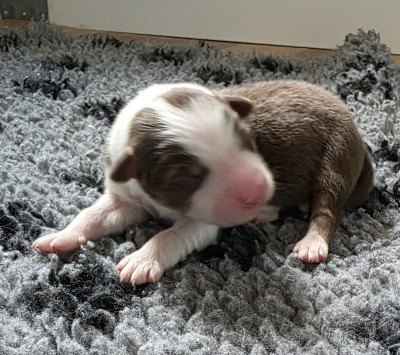 Chiot N°8