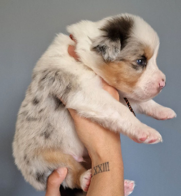 CHIOT 3