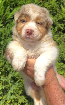 CHIOT 5