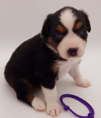 CHIOT 6