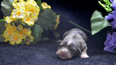 CHIOT