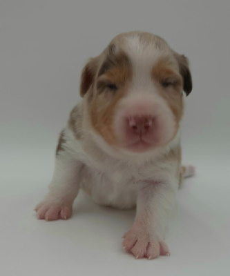CHIOT 5