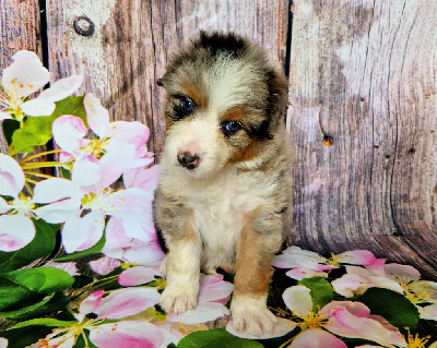 CHIOT