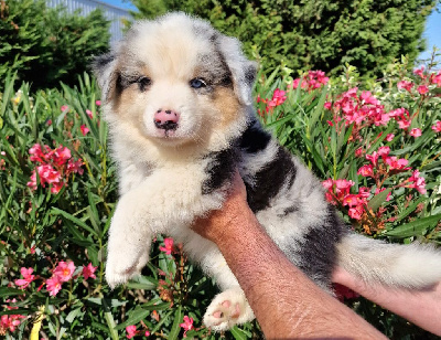 CHIOT 1