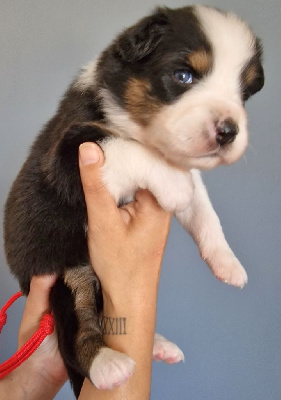 CHIOT 6