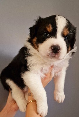 CHIOT