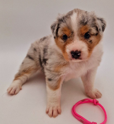 CHIOT 9