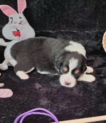 CHIOT