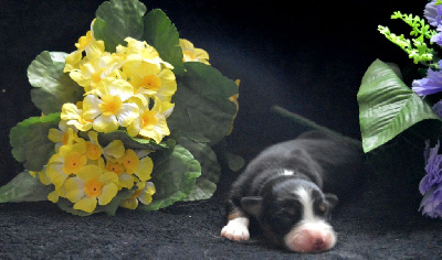 CHIOT