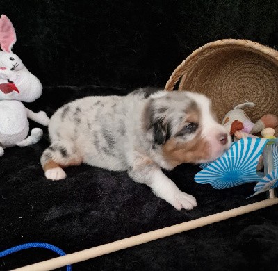 CHIOT