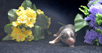 CHIOT