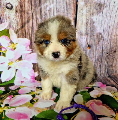 CHIOT