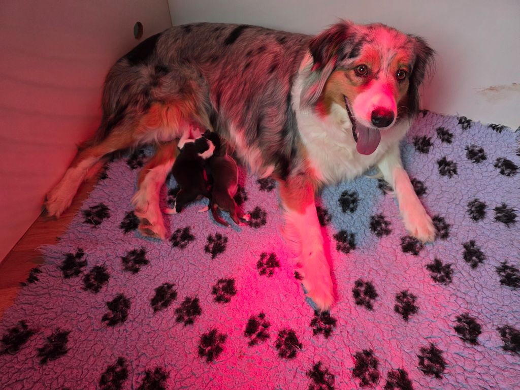 Chiot Berger Australien des Voies Occitanes