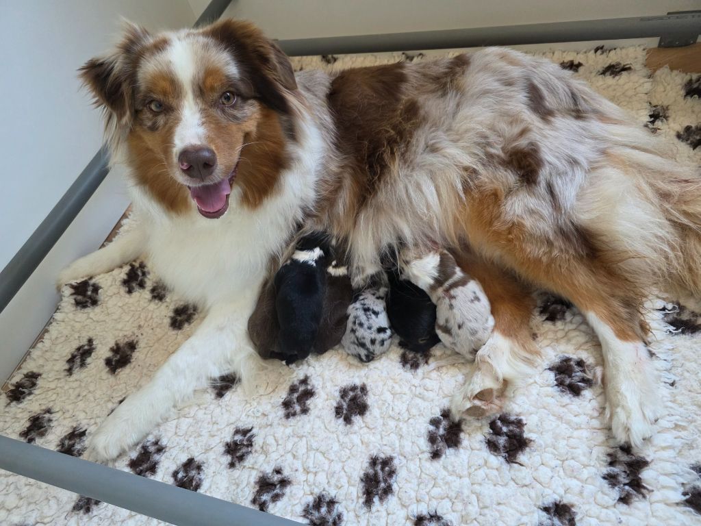 Chiot Berger Australien des Voies Occitanes